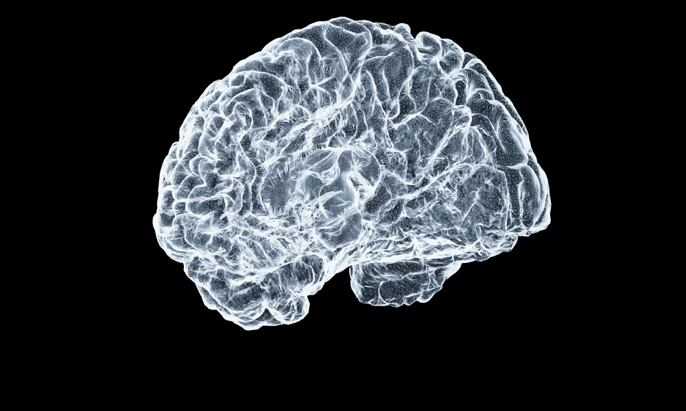 an image of the brain